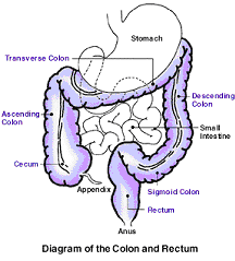 image of colon and rectum