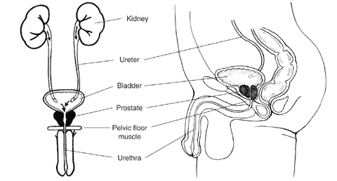Front and side views of male urinary tract with labels to kidney, ureter, bladder, prostate, pelvic floor muscle, and urethra.