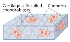 cartilage