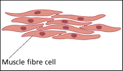 muscle fibres