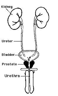  male urinary tract showing normal urine flow from the kidneys through the ureters to the bladder.  Urine then passes out of the body through the urethra, which is surrounded by the prostate.